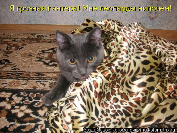 Котоматрица: Я грозная пантера! Мне леопарды нипочем!