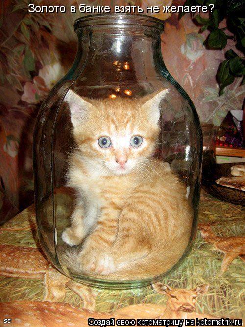 Котоматрица: Золото в банке взять не желаете?