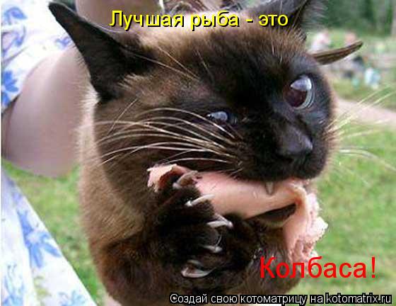 Котоматрица: Лучшая рыба - это Колбаса!