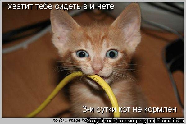 Котоматрица: хватит тебе сидеть в и-нете 3-и сутки кот не кормлен