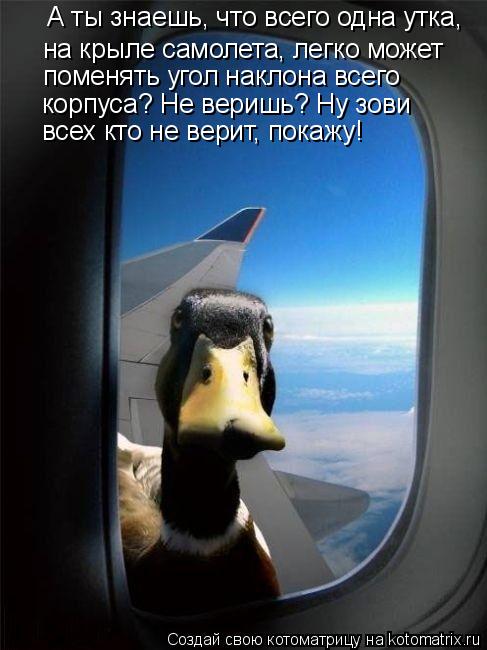 Котоматрица: А ты знаешь, что всего одна утка, на крыле самолета, легко может поменять угол наклона всего корпуса? Не веришь? Ну зови всех кто не верит, пок