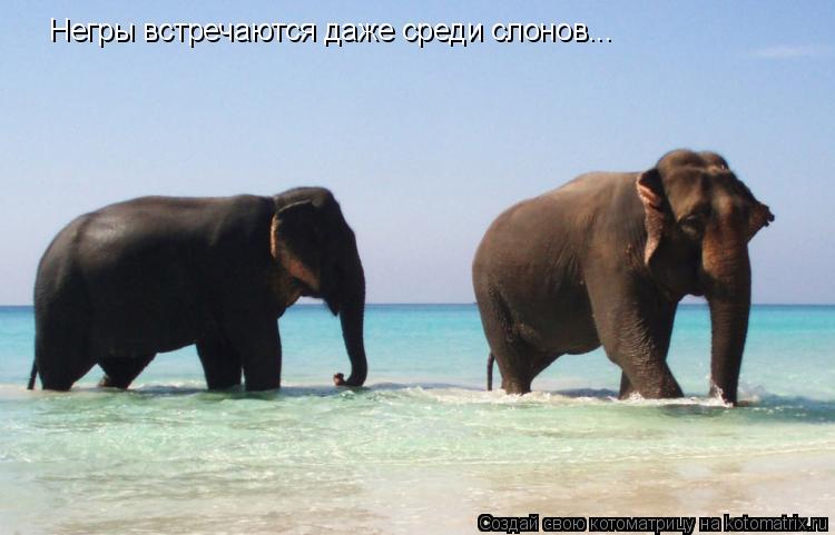 Котоматрица: Негры встречаются даже среди слонов...