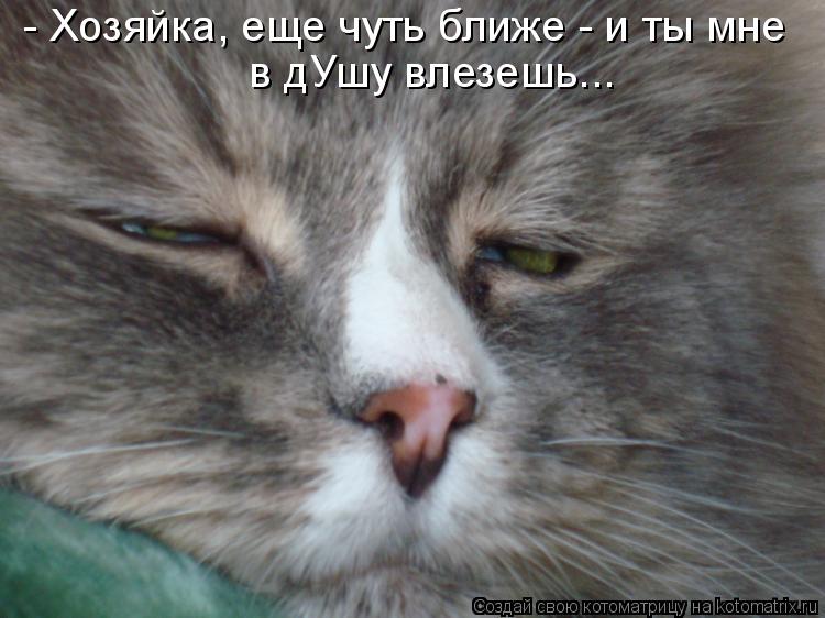 - Хозяйка, еще чуть ближе - и ты мне в дУшу влезешь...... Котоматрица: - Хозяйка, еще чуть ближе - и ты мне в дУшу влезешь...