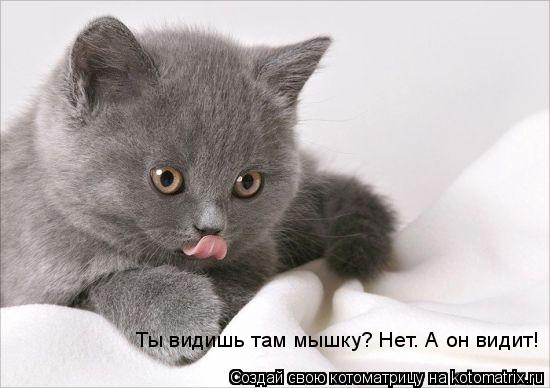 Котоматрица: Ты видишь там мышку? Нет. А он видит!