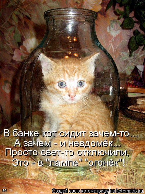 Котоматрица: В банке кот сидит зачем-то... А зачем - и невдомёк... Просто свет-то отключили, Это - в "лампе" "огонёк"!