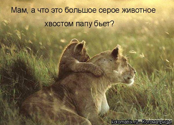 Котоматрица: Мам, а что это большое серое животное  хвостом папу бьет?