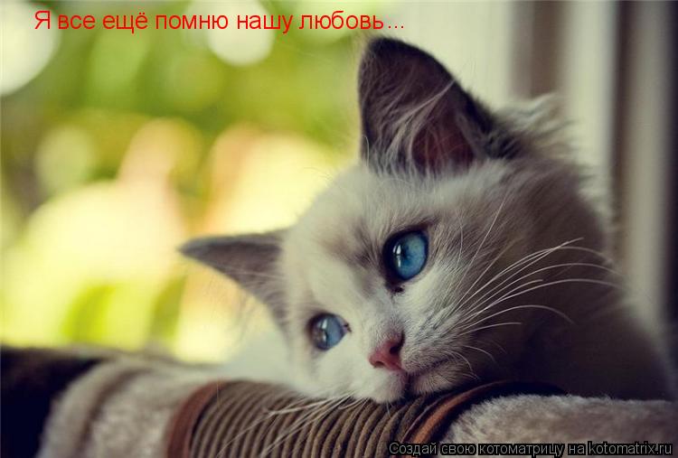 Котоматрица: Я все ещё помню нашу любовь ...