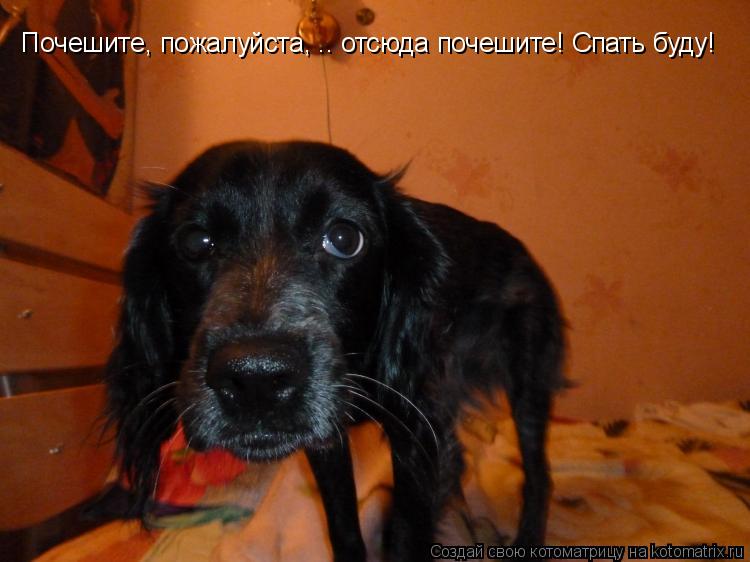 Котоматрица: Почешите, пожалуйста, .. отсюда почешите! Спать буду!