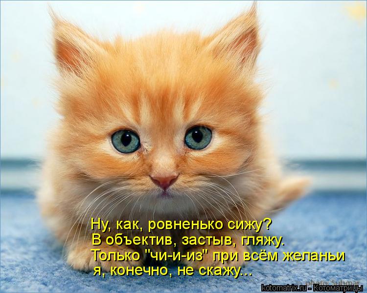 Только "чи-и-из" при всём желаньи я, конечно, не скажу... Ну, как, ровненько сижу? В объектив, застыв... Котоматрица: Только "чи-и-из" при всём желаньи я, конечно, не скажу... Ну, как, ровненько сижу? В объектив, застыв, гляжу.