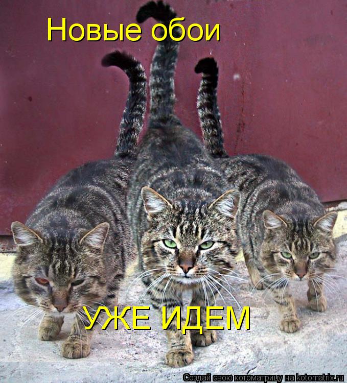 Котоматрица: Новые обои УЖЕ ИДЕМ