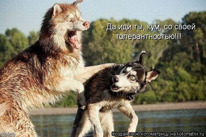 Котоматрица: - Да иди ты, кум, со своей  толерантностью!!!