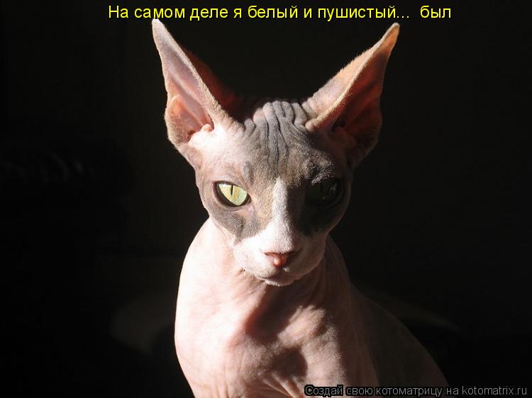 Котоматрица: На самом деле я белый и пушистый...  был