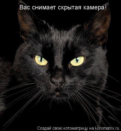 Котоматрица: Вас снимает скрытая камера!