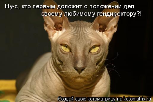 Котоматрица: Ну-с, кто первым доложит о положении дел  своему любимому гендиректору?!