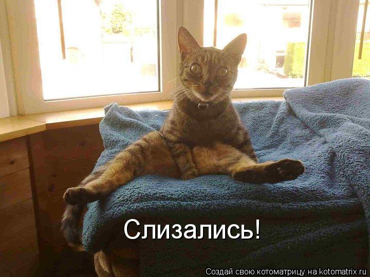 Котоматрица: Слизались!