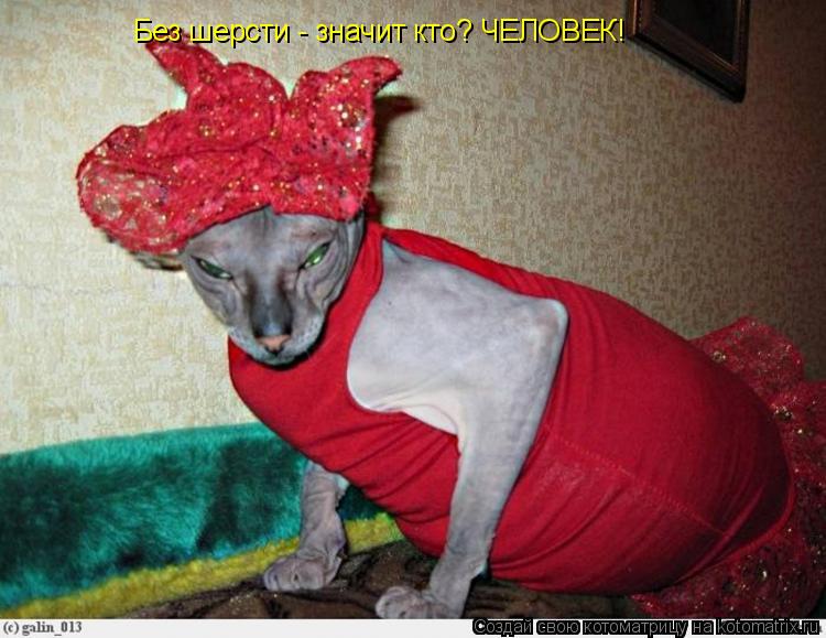 Котоматрица: Без шерсти - значит кто? ЧЕЛОВЕК!