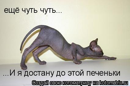 Котоматрица: ещё чуть чуть... ...И я достану до этой печеньки