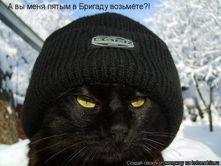 Котоматрица: А вы меня пятым в Бригаду возьмёте?!