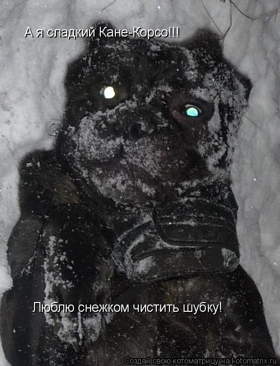 Котоматрица: А я сладкий Кане-Корсо!!! Люблю снежком чистить шубку! Люблю снежком чистить шубку!