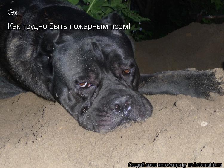 Котоматрица: Уффф, как плохо пожарником работать: песочек в мордочку попадает Эх... Эх... Как трудно быть пожарным псом! Везде песок, по всей морде!