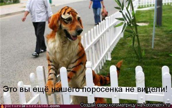 Это вы ещё нашего поросенка не видели!... Котоматрица: Это вы ещё нашего поросенка не видели!