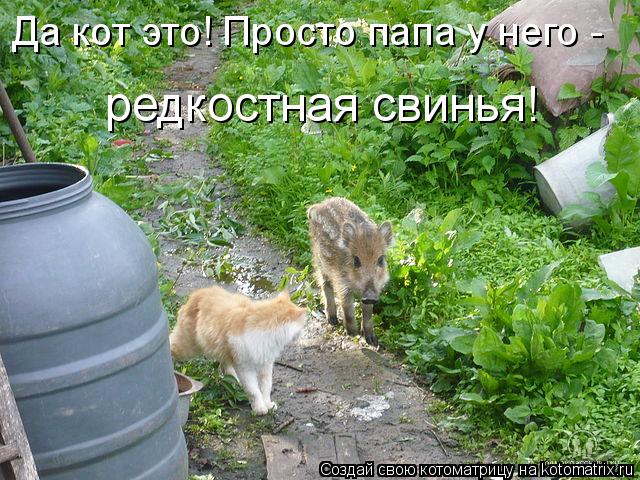 Котоматрица: Да кот это! Просто папа у него -  редкостная свинья!