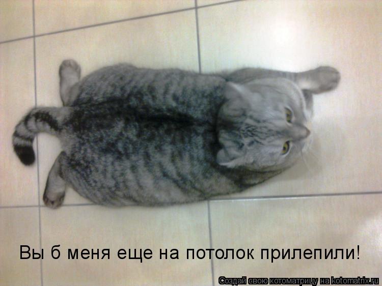 Котоматрица: Вы б меня еще на потолок прилепили!