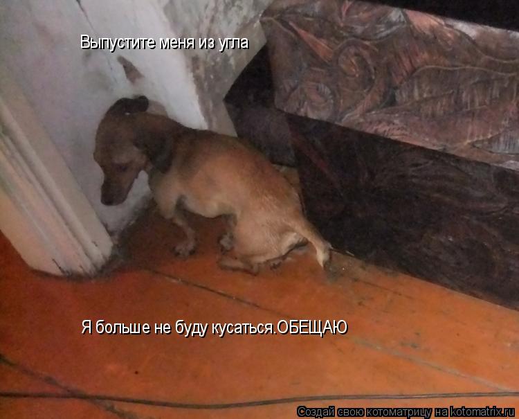 Котоматрица: Выпустите меня из угла Я больше не буду кусаться.ОБЕЩАЮ