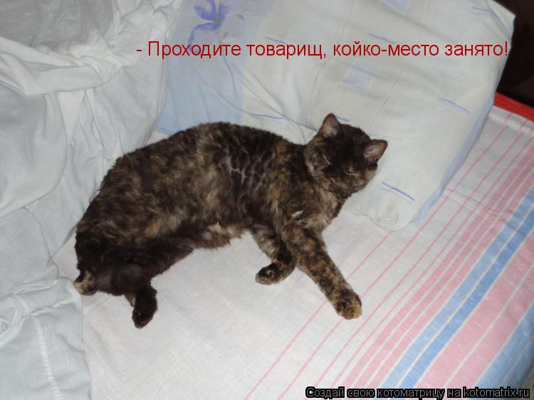 Котоматрица: - Проходите товарищ, койко-место занято!