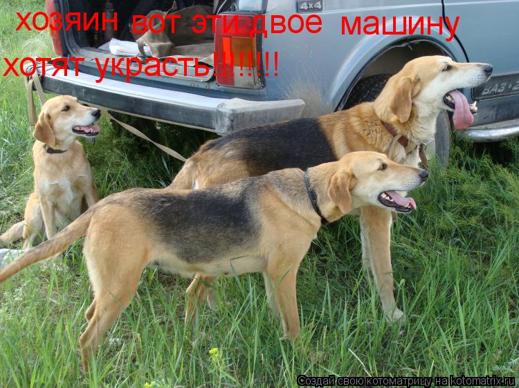 Котоматрица: хозяин вот эти двое машину хотят украсть!!!!!!!!