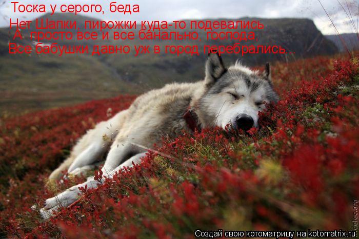 Котоматрица: Тоска у серого, беда Нет Шапки, пирожки куда-то подевались Все бабушки давно уж в город перебрались... А  просто все и все банально, господа,