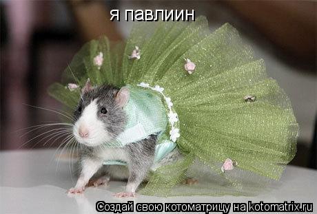 Котоматрица: я павлиин