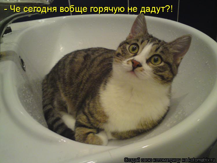 Котоматрица: - Че сегодня вобще горячую не дадут?!