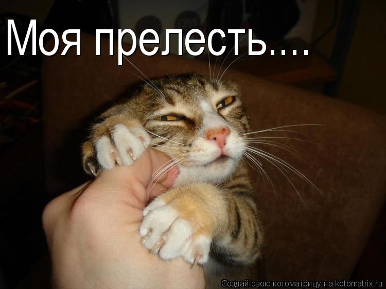 Котоматрица: Моя прелесть....