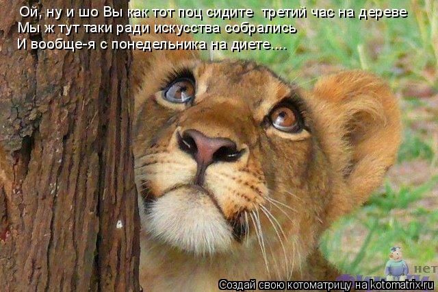 Котоматрица: Ой, ну и шо Вы как тот поц сидите  третий час на дереве Мы ж тут таки ради искусства собрались И вообще-я с понедельника на диете....