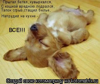 Котоматрица: С кошкой вредною подрался,  ВСЕ!!! Напрудил на кухне - Тапок сгрыз,стащил белье, Прыгал,бегал, кувыркался,
