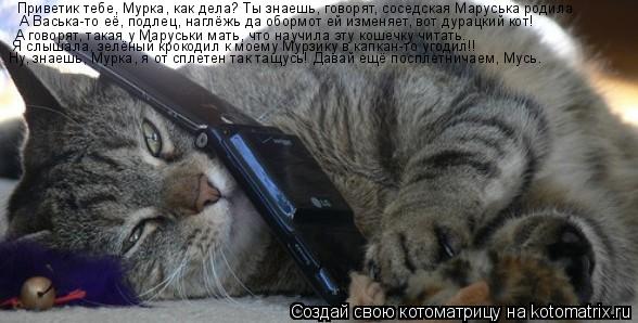Котоматрица: Приветик тебе, Мурка, как дела? Ты знаешь, говорят, соседская Маруська родила. А Васька-то её, подлец, наглёжь да обормот ей изменяет, вот дура