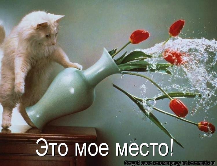 Котоматрица: Это мое место!