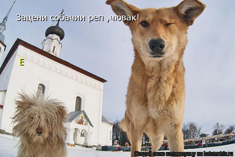Котоматрица: Зацени собачии реп ,чювак! Е
