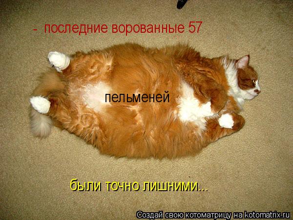 Котоматрица: последние ворованные 57 пельменей были точно лишними... -