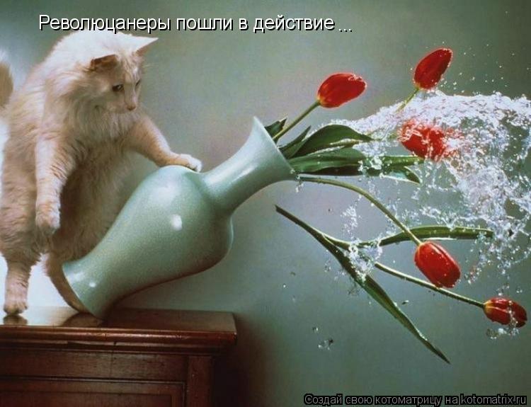 Котоматрица: Революцанеры пошли в действие  ...
