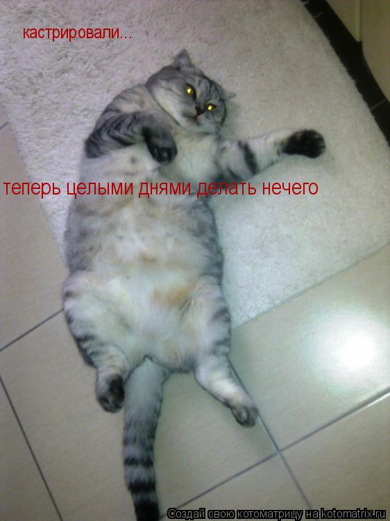 Котоматрица: кастрировали... теперь целыми днями делать нечего