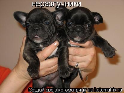 Котоматрица: неразлучники