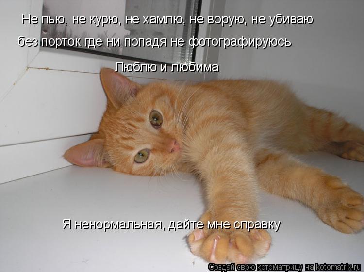 Котоматрица: Не пью, не курю, не хамлю, не ворую, не убиваю без порток где ни попадя не фотографируюсь Я ненормальная, дайте мне справку Люблю и любима