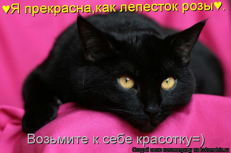 Котоматрица: &#9829;Я прекрасна,как лепесток розы&#9829;. Возьмите к себе красотку=)