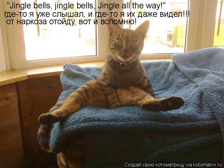 "Jingle bells, jingle bells, Jingle all the way!" где-то я уже слышал, и где-то я их даже видел!!! от... Котоматрица: "Jingle bells, jingle bells, Jingle all the way!" где-то я уже слышал, и где-то я их даже видел!!! от наркоза отойду, вот и вспомню!