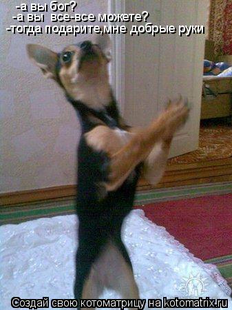 Котоматрица: -а вы бог? -а вы  все-все можете? -тогда подарите,мне добрые руки
