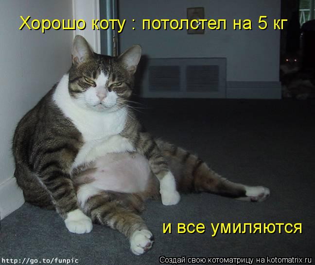 Котоматрица: Хорошо коту : потолстел на 5 кг и все умиляются