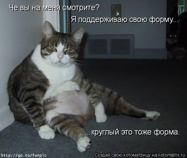 Котоматрица: Че вы на меня смотрите?  Я поддерживаю свою форму... ...круглый это тоже форма.