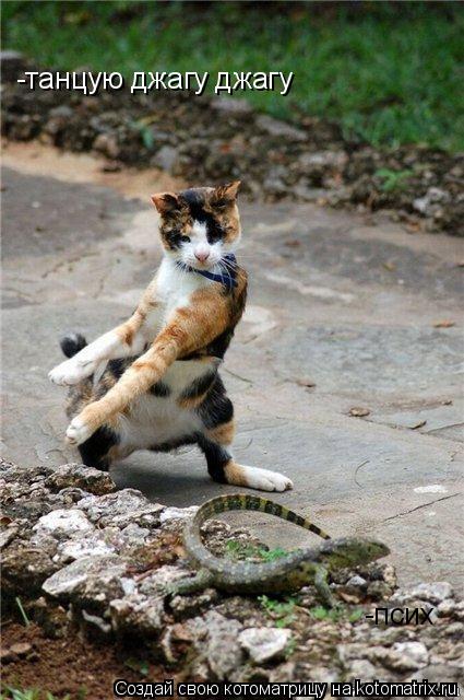 Котоматрица: -танцую джагу джагу -псих